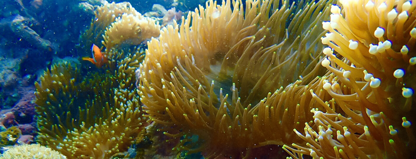 つるみ荘の海ツアーumin_chu サンゴ礁の海と熱帯魚